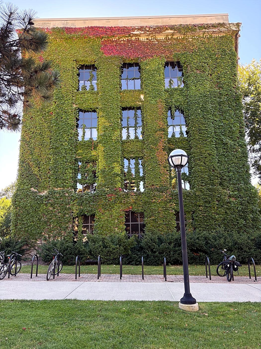 An ivy-covered, four-story campus residence building with bike racks out front